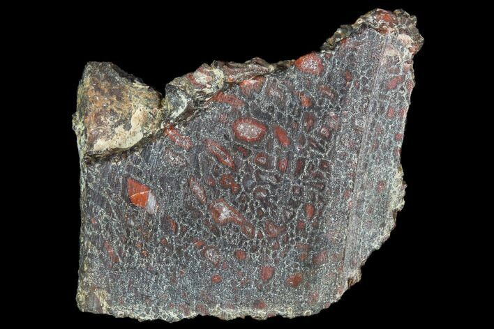 Dinosaur Bone (Gembone) Section - Utah #106927